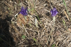 Brodiaea terrestris kernensis