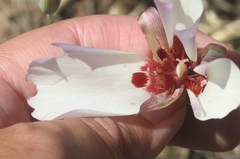 Calochortus simulans