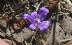 Brodiaea terrestris kernensis