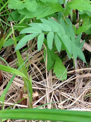 Polemonium acutiflorum