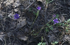 Brodiaea terrestris kernensis