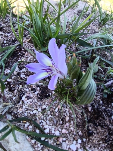 Image of Babiana ambigua by (c) bullwooding, some rights reserved (CC BY)
