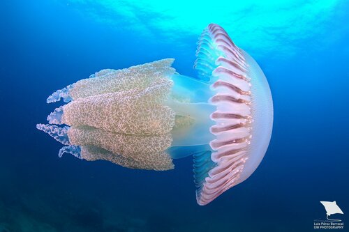 Jelly Blubber, photo 2 of 9