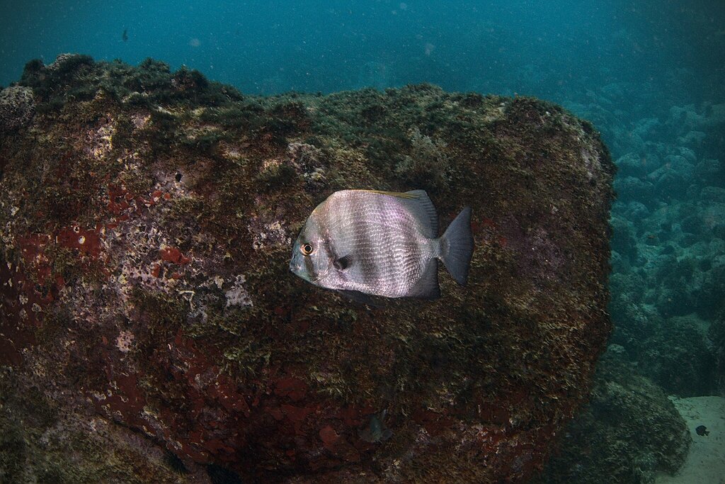 African spadefish (Ephippus goreensis) — Ephippidae