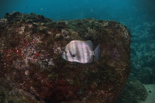 African spadefish (Ephippus goreensis) — Ephippidae
