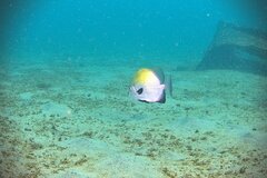 West African Spadefish photo 2