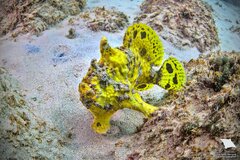 Leopard Frogfish photo 1