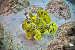 Leopard Frogfish photo 3