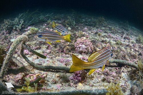 Photo of African striped grunt (Parapristipoma octolineatum)