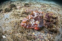 West-African Parrotfish photo 3