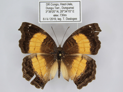 Junonia terea terea