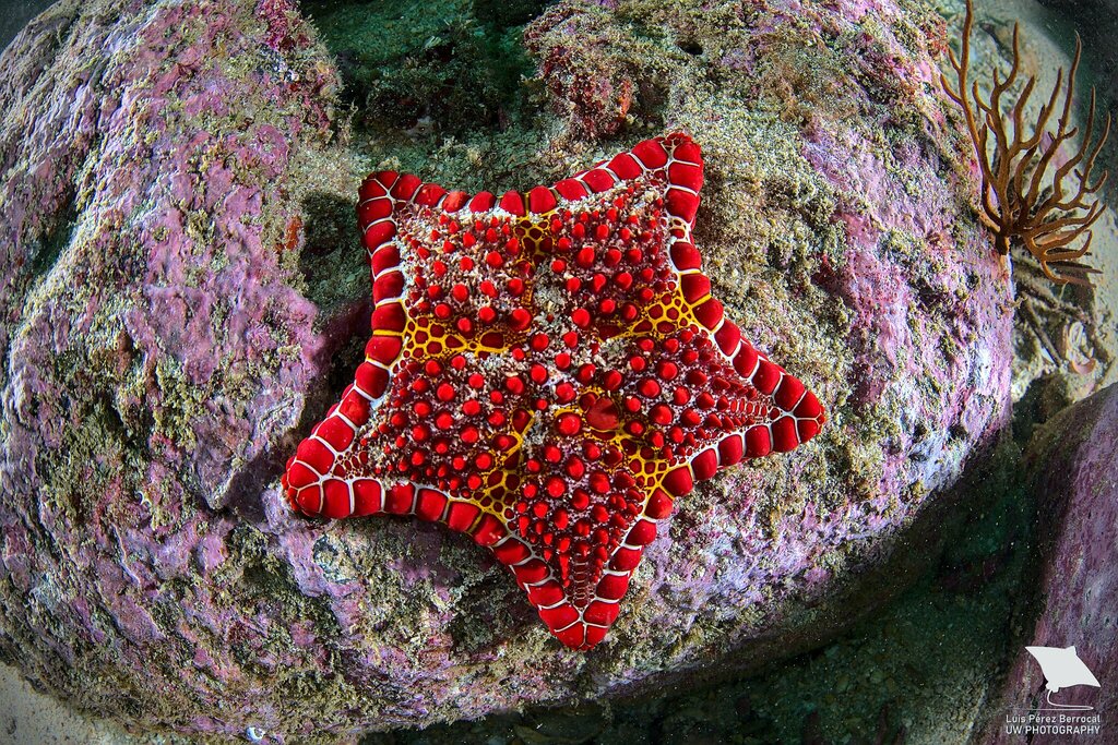 Tessellated sea star