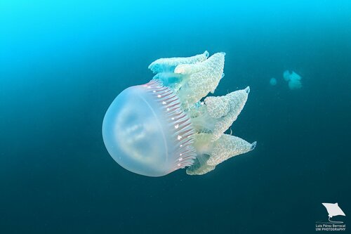 Jelly Blubber, photo 5 of 9