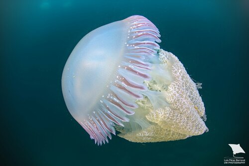 Jelly Blubber, photo 3 of 9