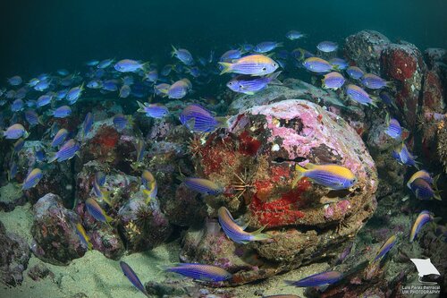 Cadenat's chromis (Chromis cadenati) — Pomacentridae