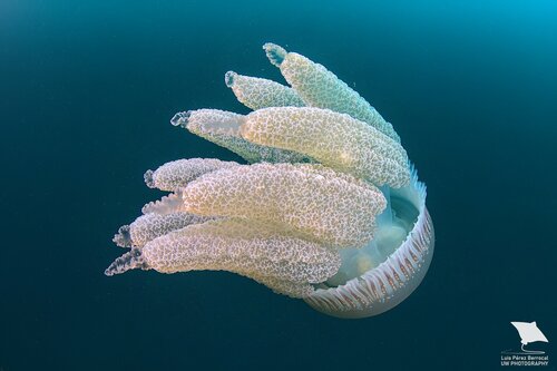 Jelly Blubber, photo 4 of 9