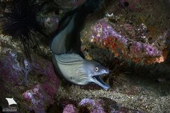 Purplemouth Moray photo 4