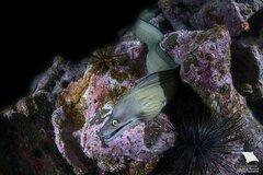 Purplemouth Moray photo 5