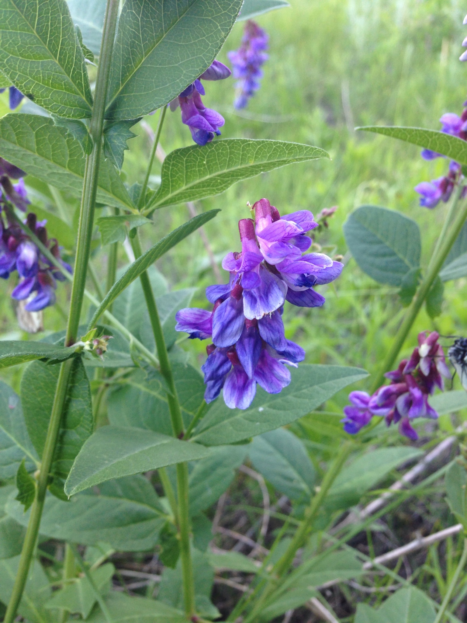 Vicia unijuga