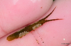 Pentidotea montereyensis