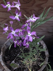 Matthiola longipetala