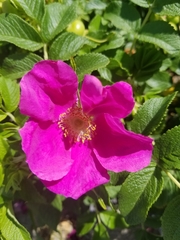 Rosa rugosa