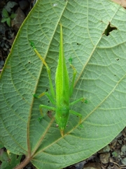 Copiphora cultricornis
