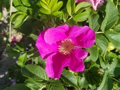 Rosa rugosa