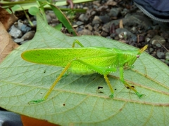 Copiphora cultricornis