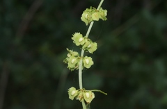 Rumex kerneri