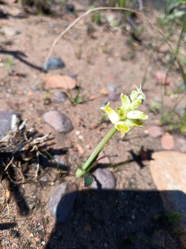 Image of Lachenalia lutea by (c) bullwooding, some rights reserved (CC BY)