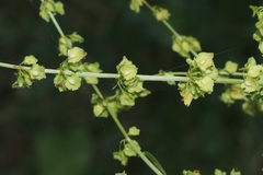 Rumex kerneri