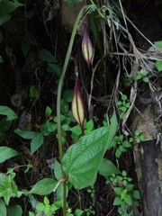 Passiflora costaricensis image