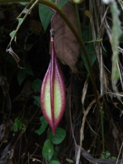 Passiflora costaricensis
