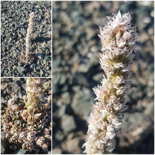 Orostachys thyrsiflora