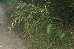 Rumex kerneri
