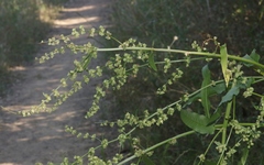 Rumex kerneri