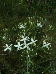Sabatia macrophylla