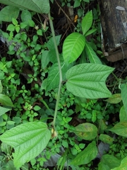 Passiflora costaricensis