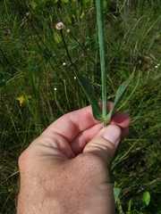 Sabatia macrophylla
