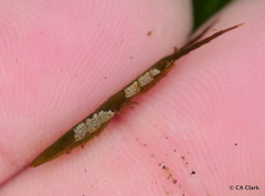 Pentidotea montereyensis