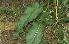 Rumex kerneri