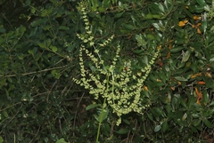 Rumex kerneri