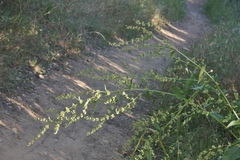 Rumex kerneri