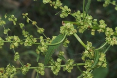 Rumex kerneri