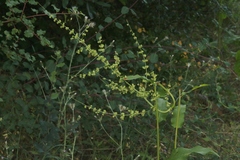 Rumex kerneri