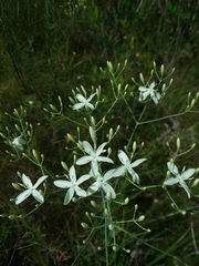Sabatia macrophylla