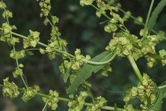 Rumex kerneri