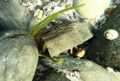 Caulerpa brownii