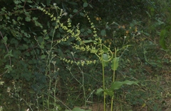 Rumex kerneri